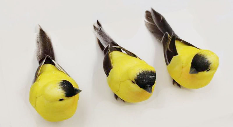 Bird